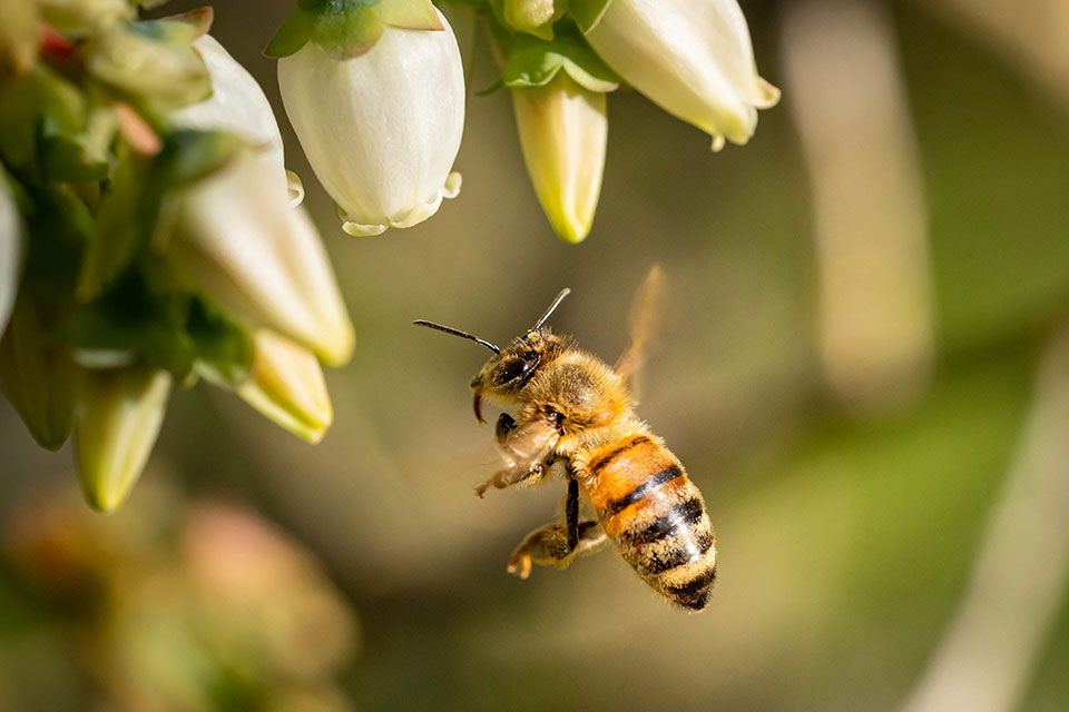 Abeja