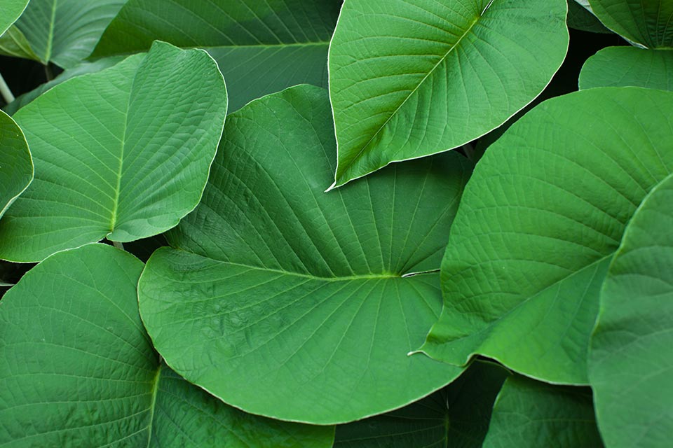 Plantas