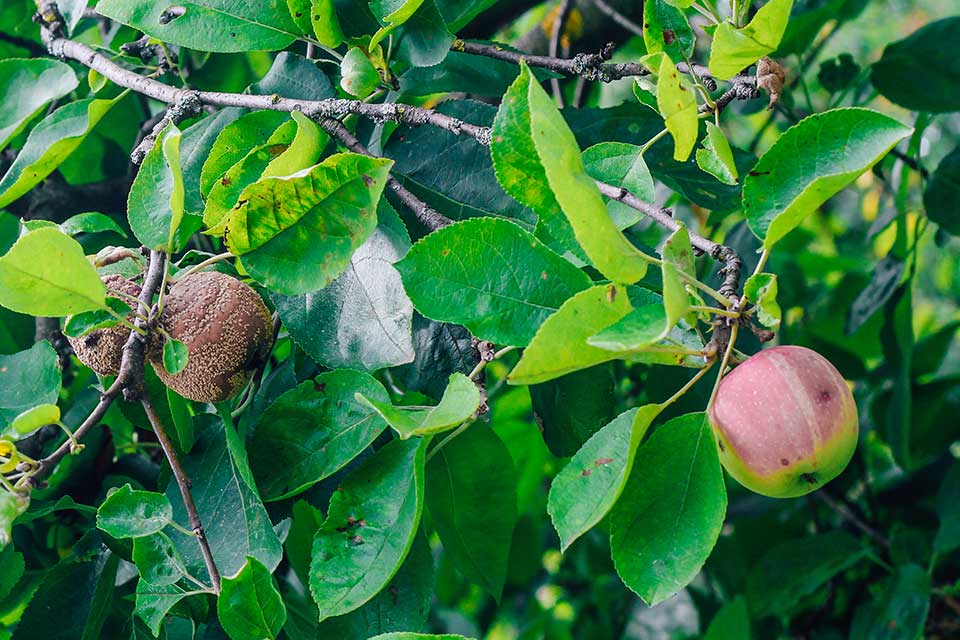 Manzana-mala